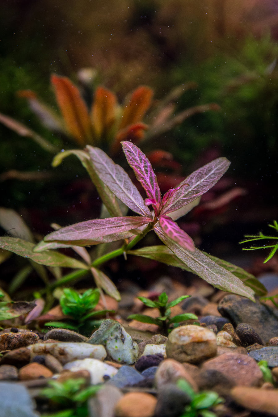 Aquatic plant with pink leaves in an aquarium setting with rocks and water.