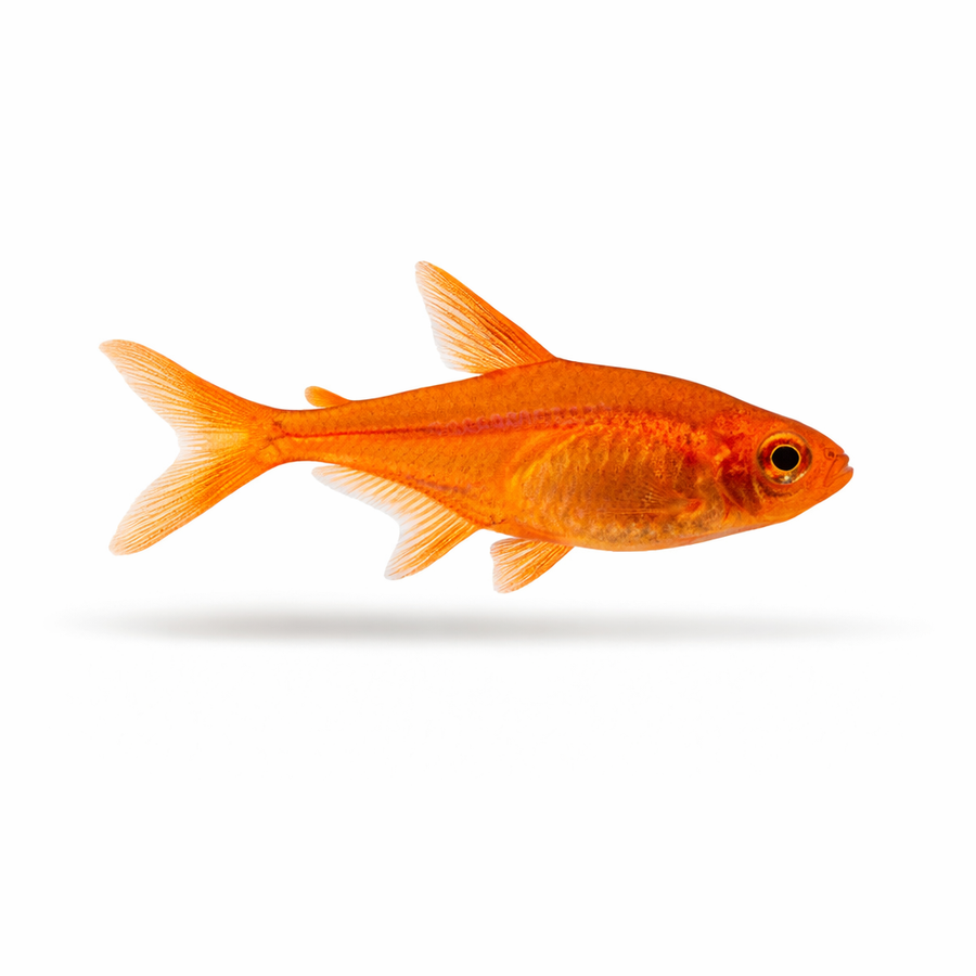 Orange fish on a white background