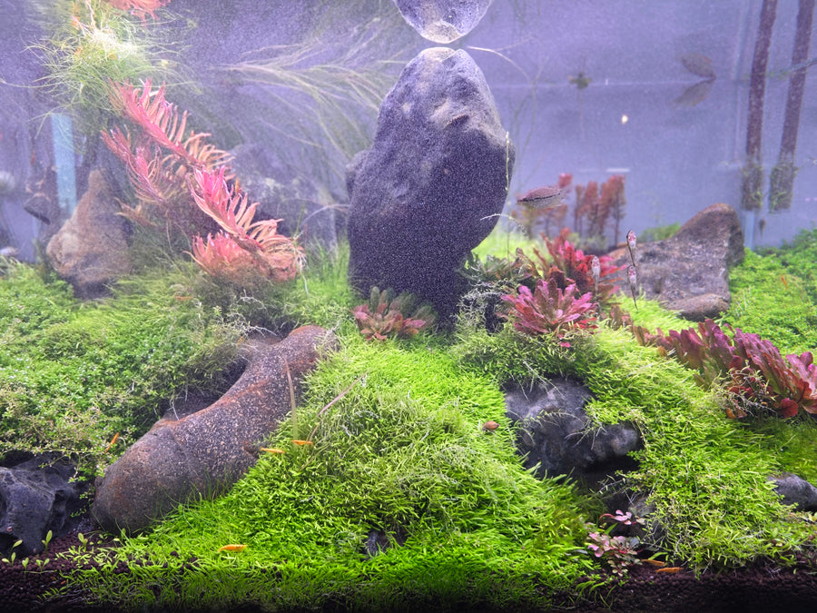 Aquarium with aquatic plants and rocks, reflecting a fish.