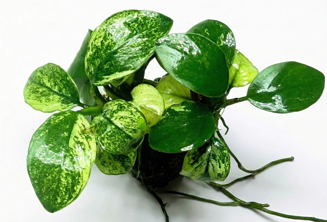 Green potted plant with variegated leaves on a white background