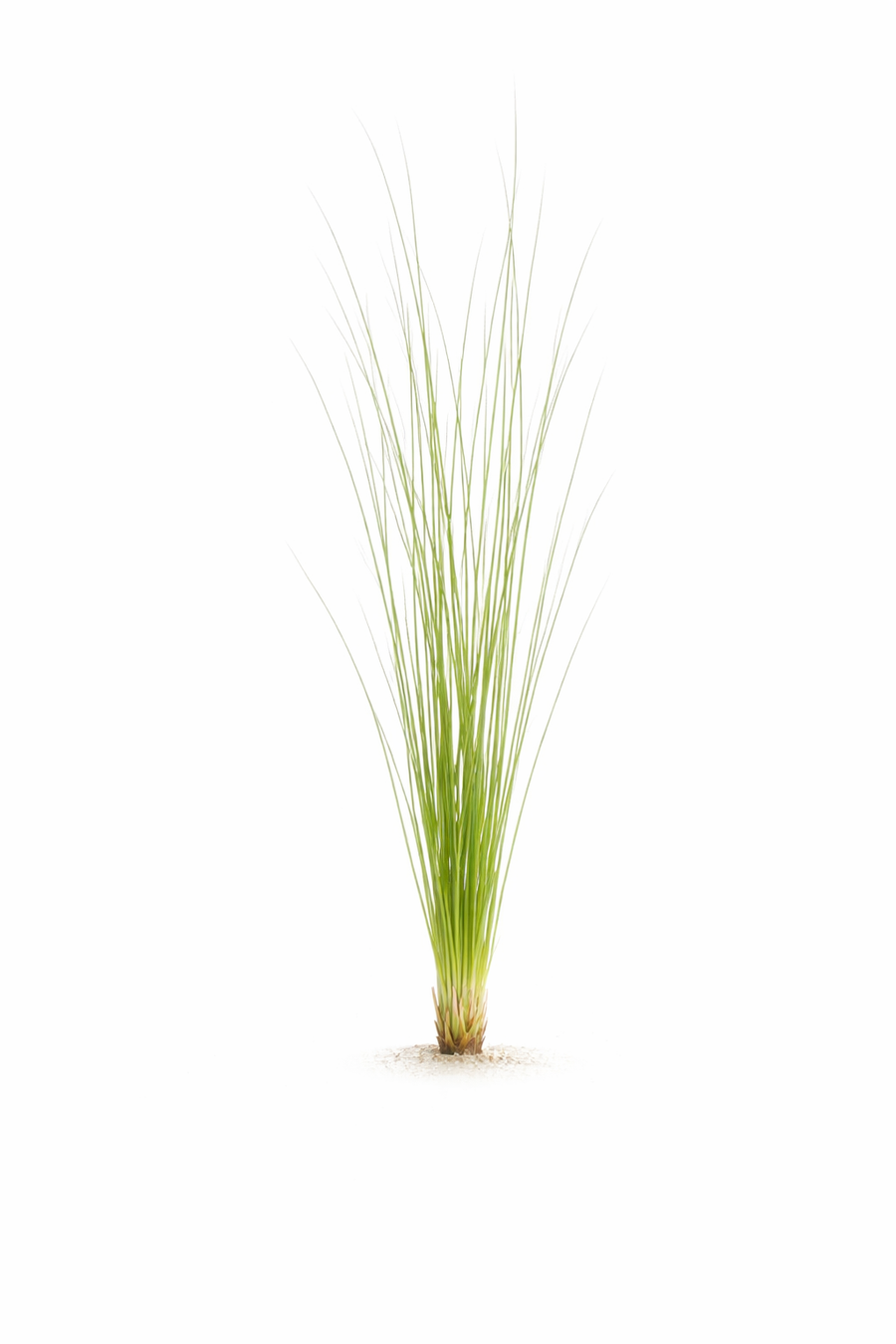 Eriocaulon Feather Duster — live aquatic plant in a planted aquarium