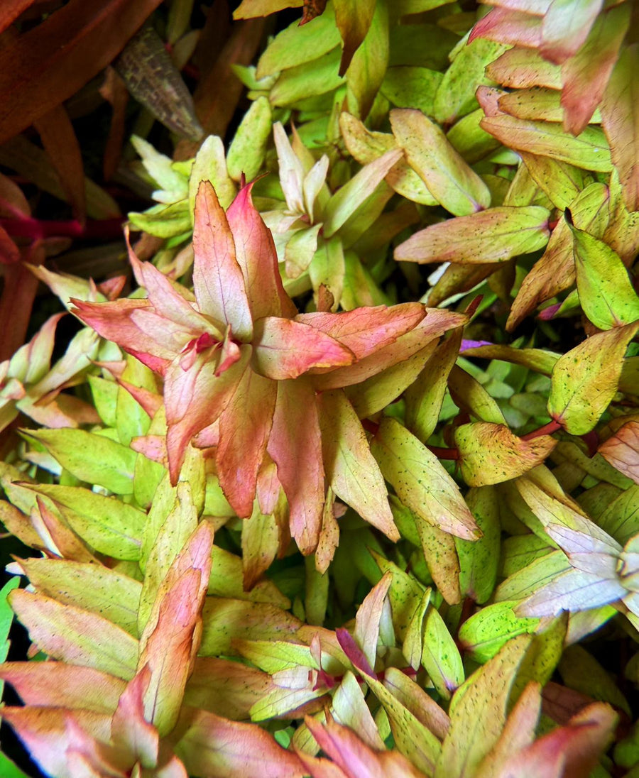 Close-up of dried pink and green leaves