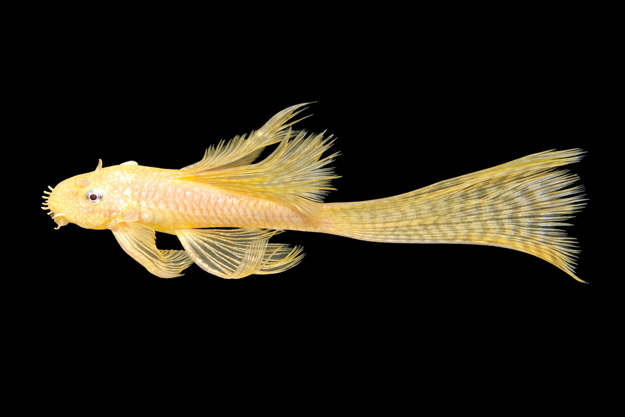 Yellow fish with a black background