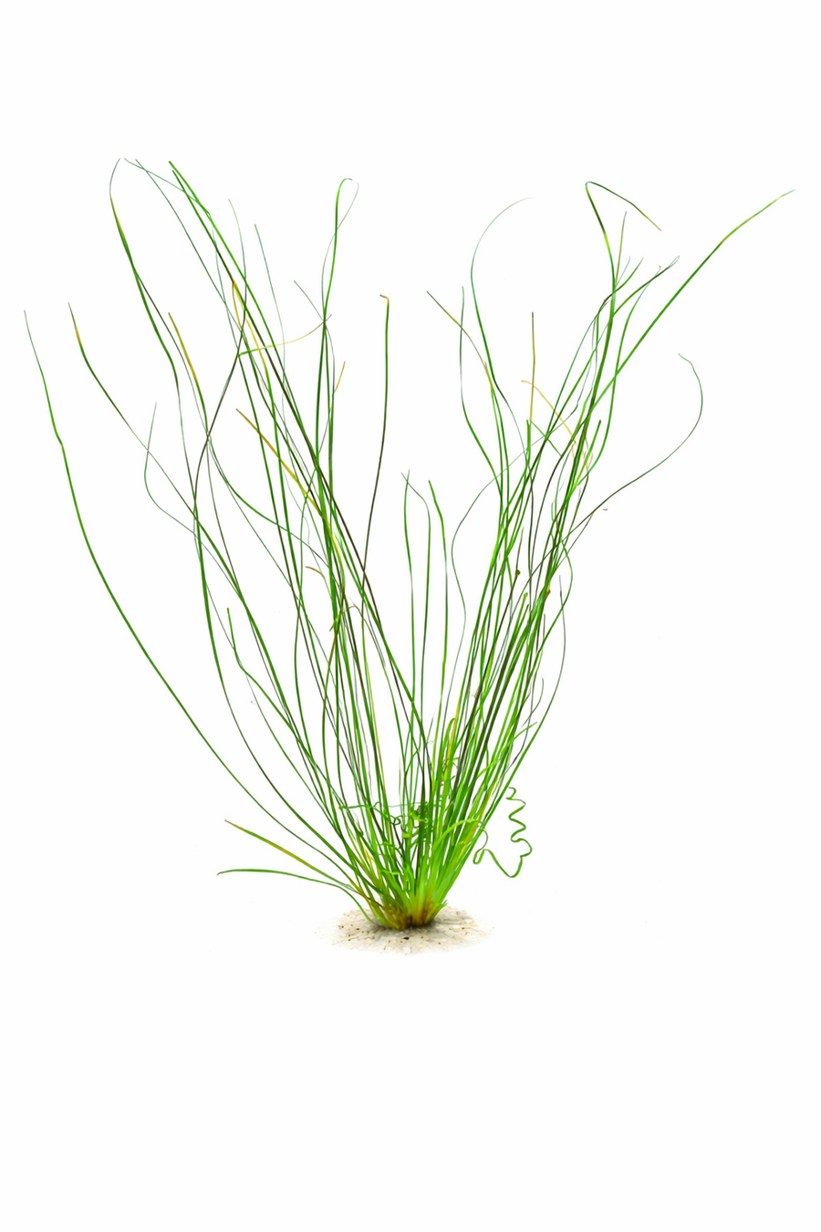 Eriocaulon Needle Leaf — live aquatic plant in a planted aquarium
