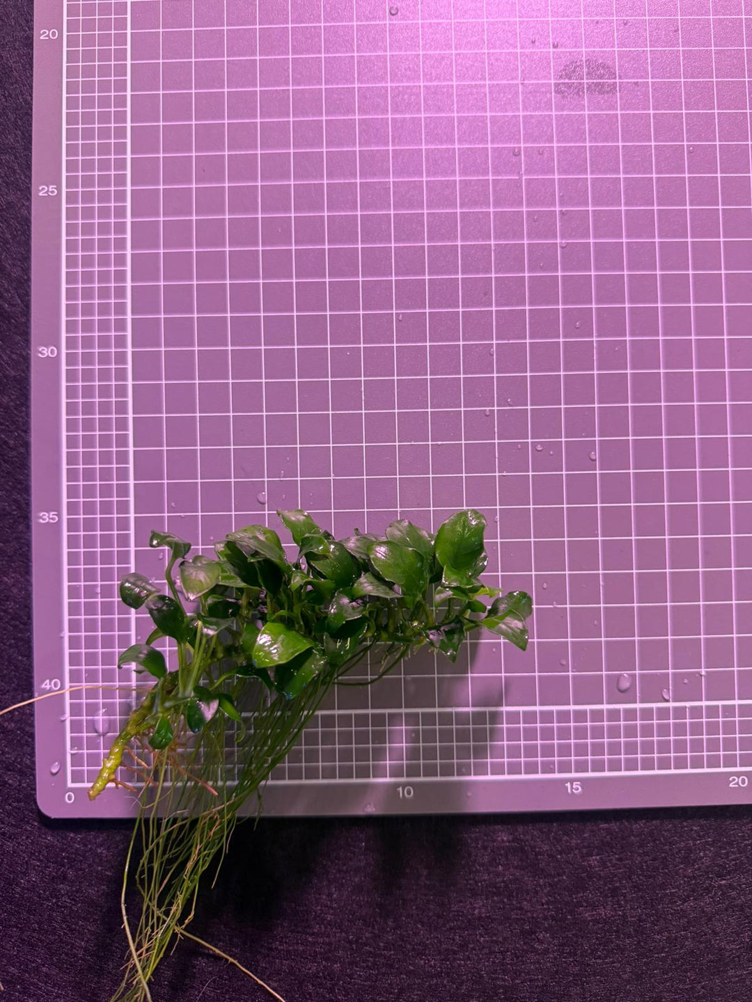 Anubias Nana Petite