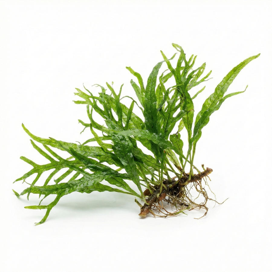 Green aquatic plant with roots on a white background