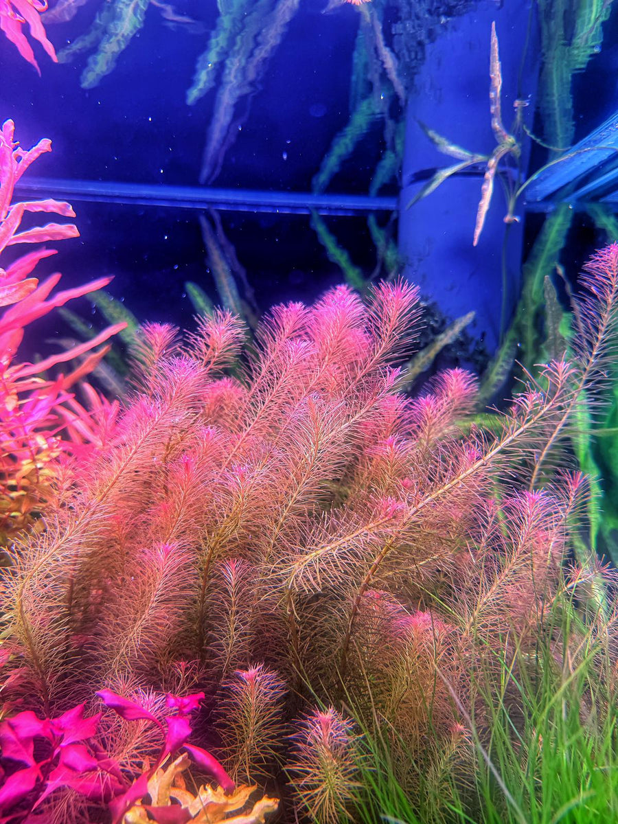 Aquatic plants with pink and green colors in an aquarium setting.