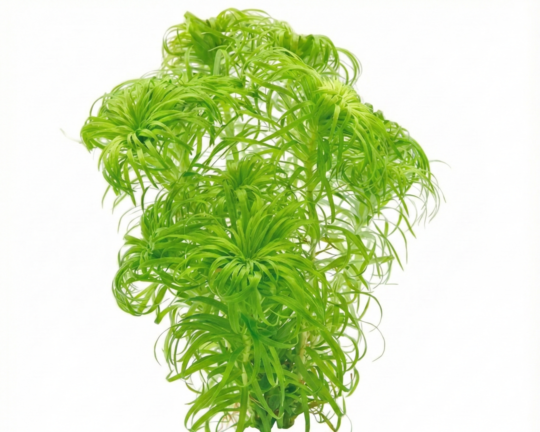Artificial green aquarium plant