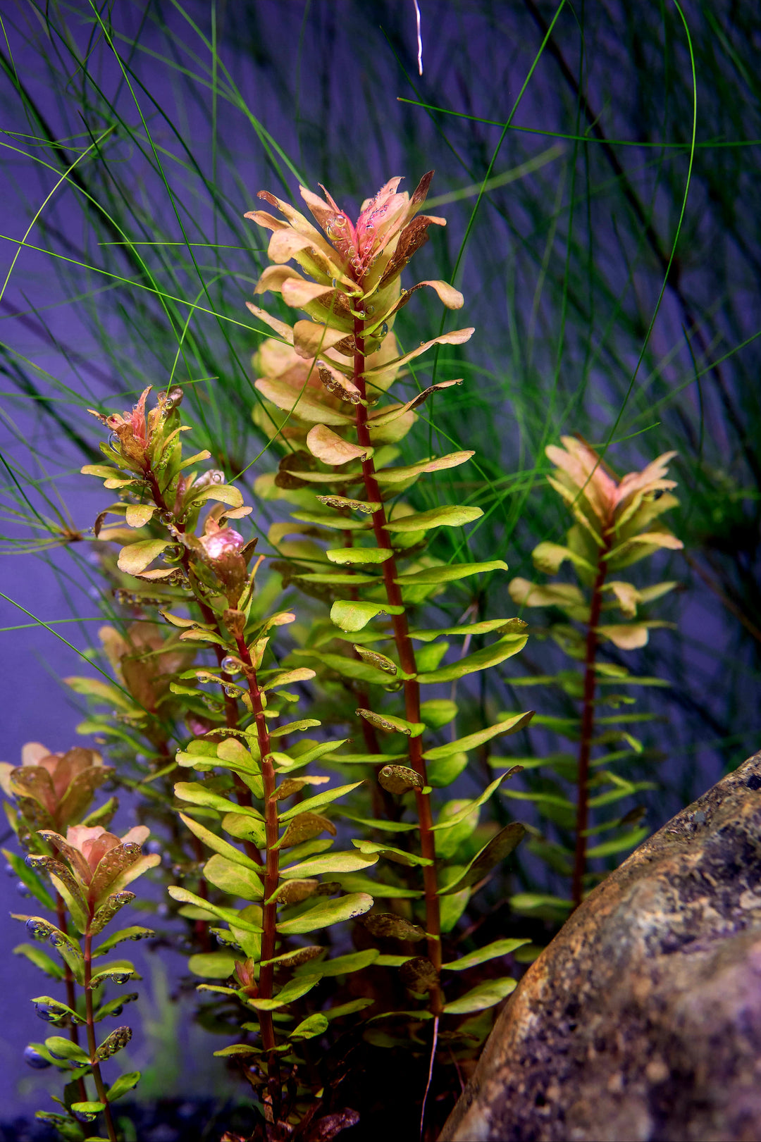 Aquatic plant with green leaves and pinkish flowers in an aquarium setting.
