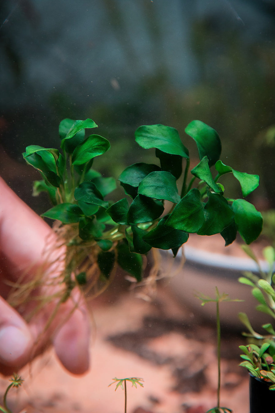 Green aquatic plant held by a hand 
