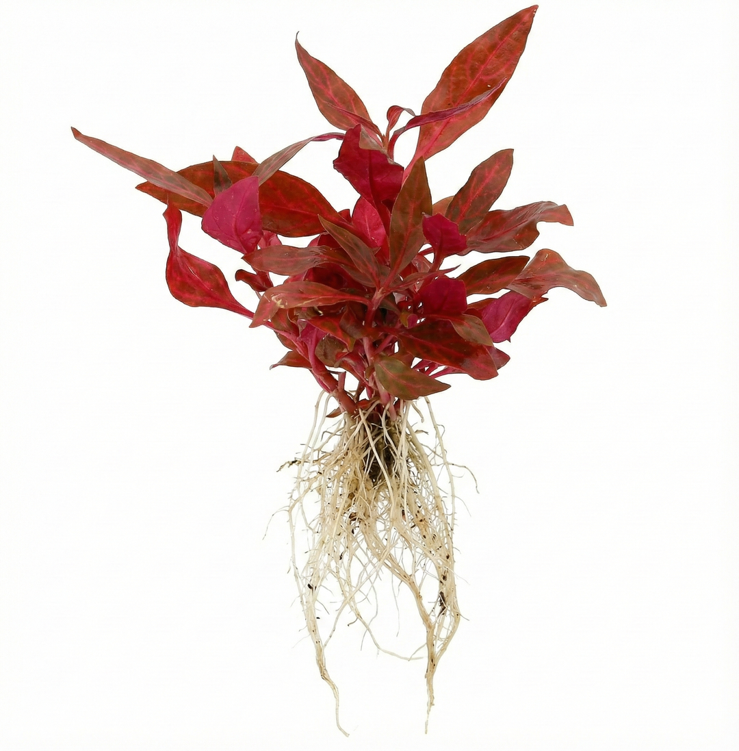 Red leafed plant with roots 