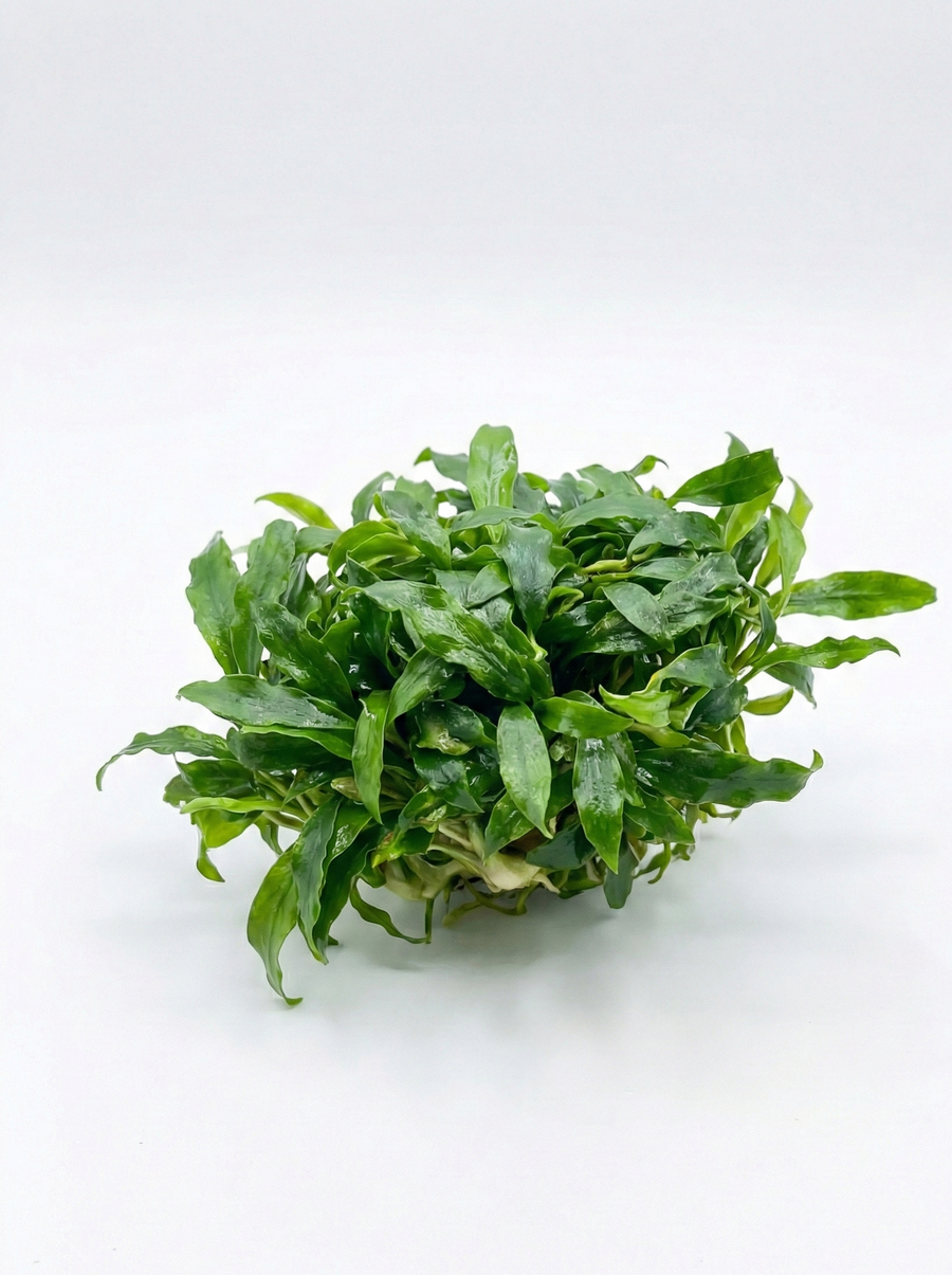Anubias 'Dragon Claw Mini' — live aquatic plant in a planted aquarium
