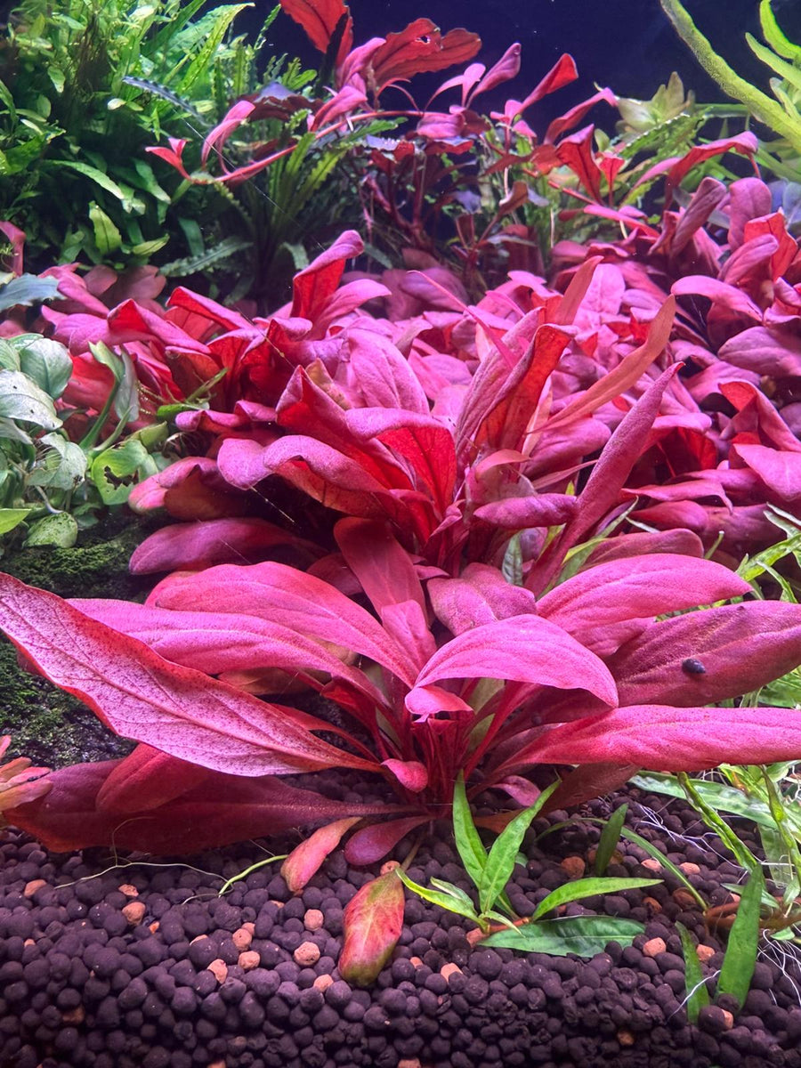 Pink aquarium plant with green substrate