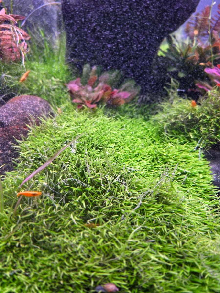 Close-up of green moss