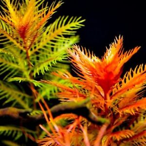 Mermaid Weed