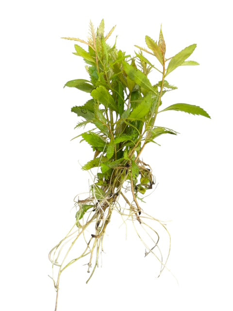 Mermaid Weed