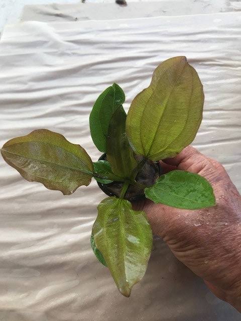 Echinodorus 'AC Sunrise' EMERSED