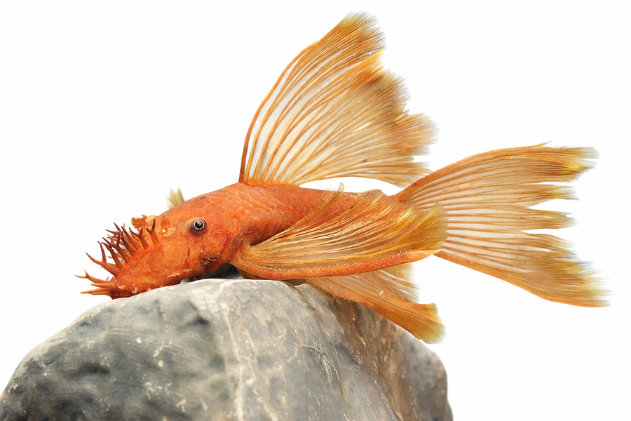 Orange fish with large fins on a gray rock against a white background