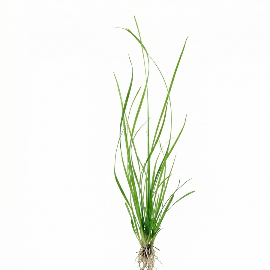 Green grass plant 