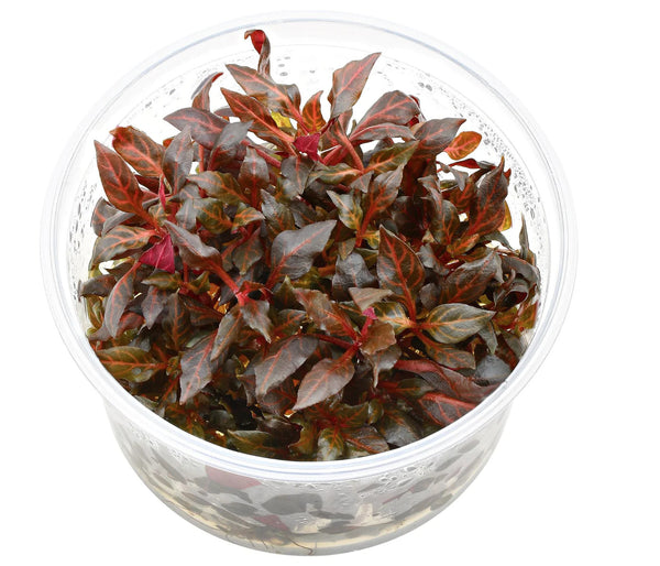 AquaDepot Tissue Culture Alternanthera reineckii "Rosaefolia"