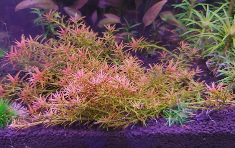 Rotala Mexicana Goias - Vibrant Orange-Red Aquarium Plant
