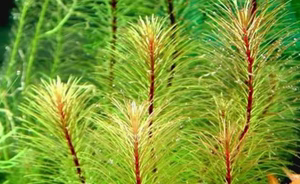 Rotala Vietnam