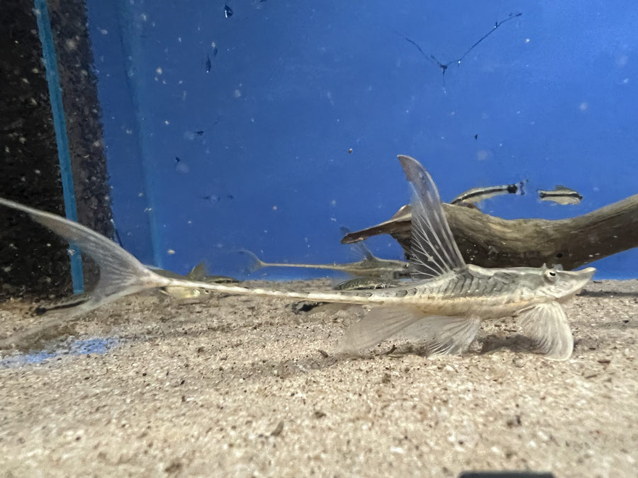 Royal Whiptail