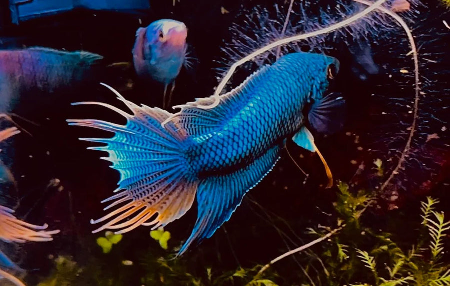 Blue Scar Paradise fish