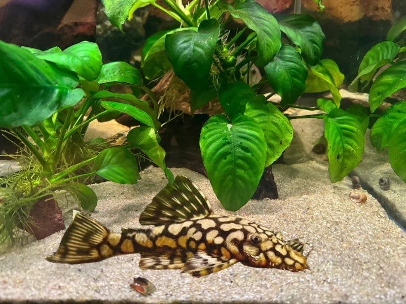 L519 Honeycomb Bristlenose Pleco