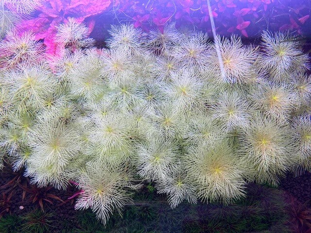 Myriophyllum Mattogrossense Golden