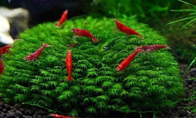 US Fissidens Moss (Fissidens fontanus) - Premium Aquarium Moss