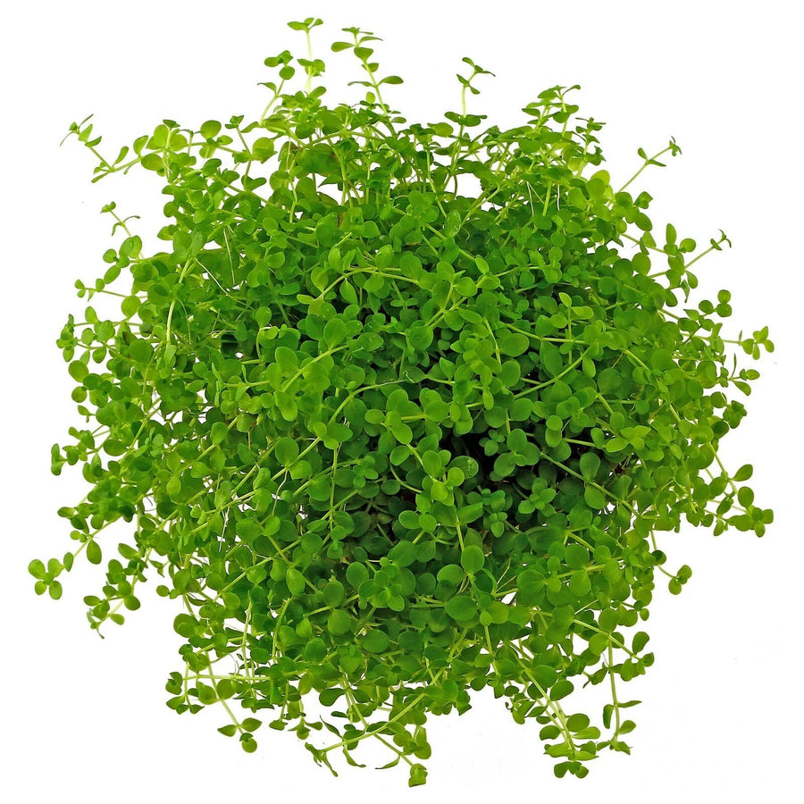 Micranthemum tweediei 'Monte Carlo' - Premium Carpeting Plant