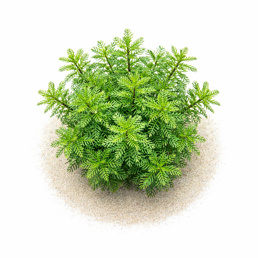 Myriophyllum mattogrossense - Feathery Stem Plant