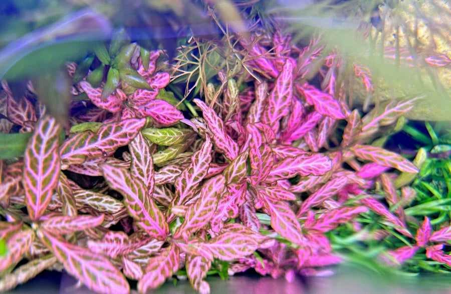 Hygrophila Polysperma 'Sunset'