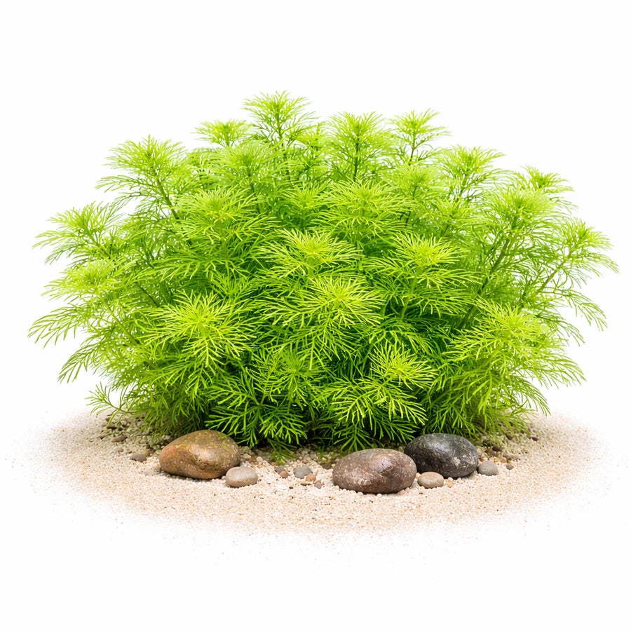 Myriophyllum mattogrossense - Feathery Stem Plant