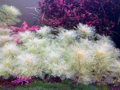Myriophyllum Mattogrossense Golden