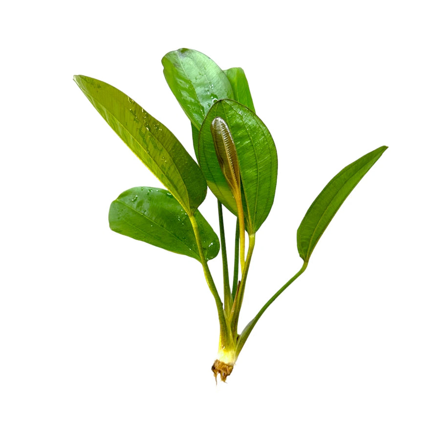 Echinodorus fancy twist EMERSED