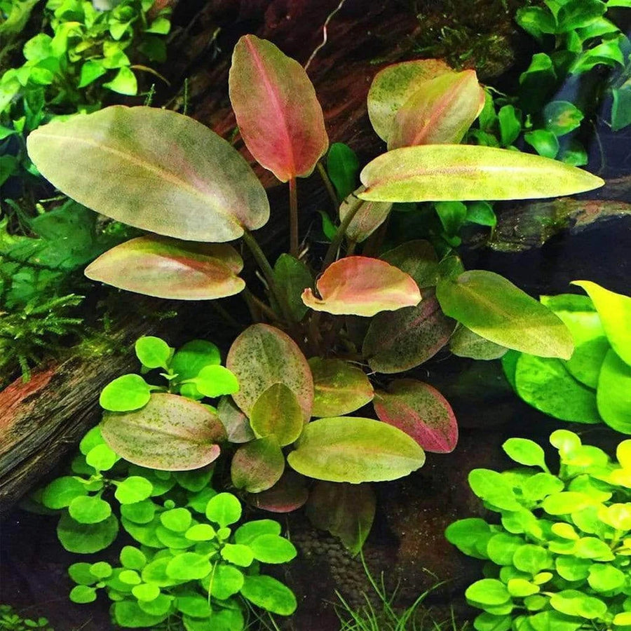 Lagenandra Meeboldii Red - Premium Red Aquarium Plant