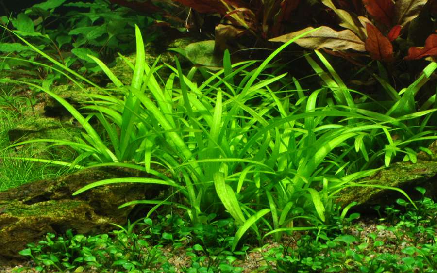 Sagittaria subulata, view 3