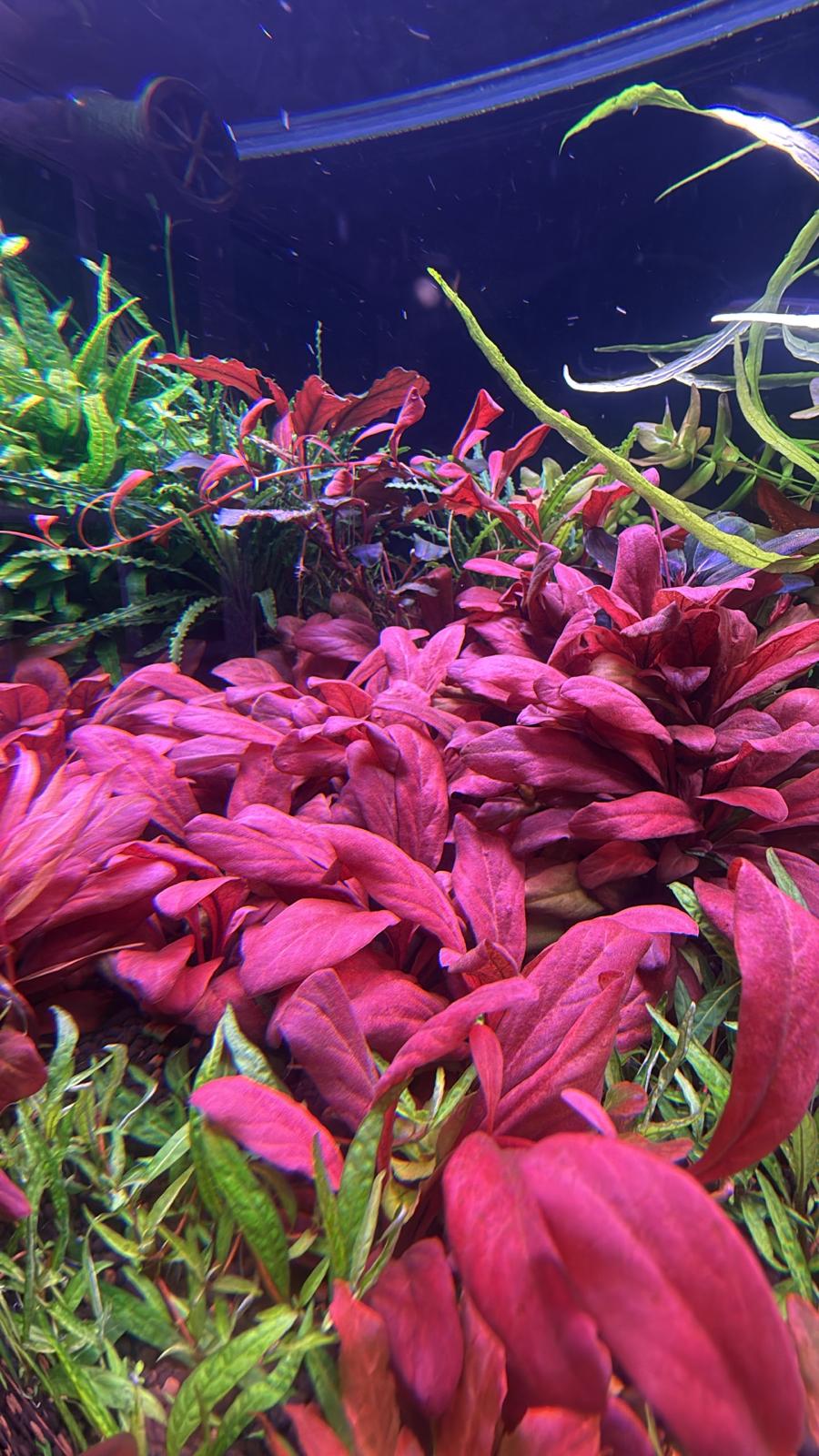 Lysimachia Parviflorus (Samolus Parviflorus Red)