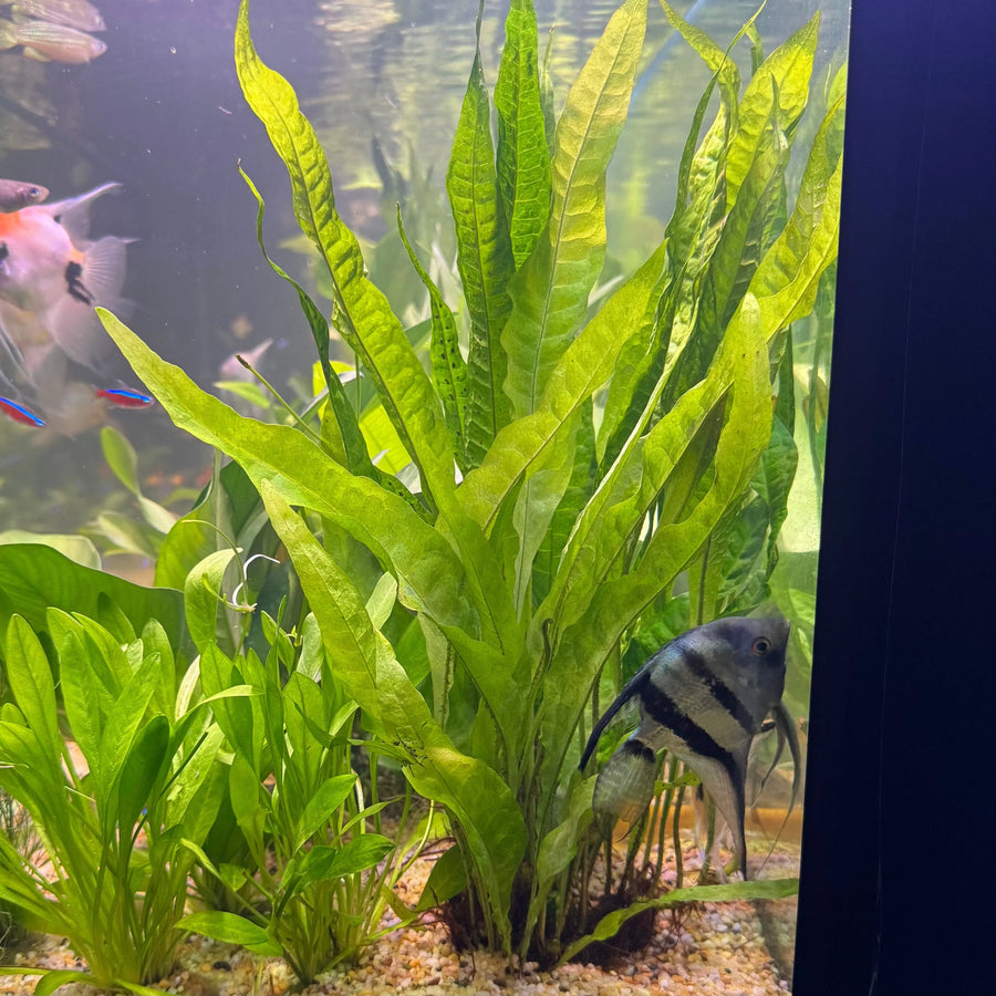 Microsorum pteropus 'Mini' - Compact Java Fern Variant
