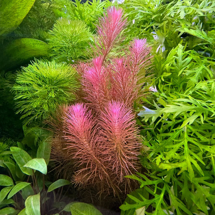 Rotala wallichii