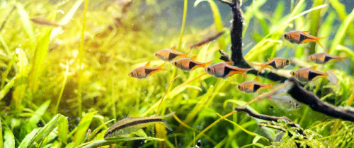 Harlequin Rasbora