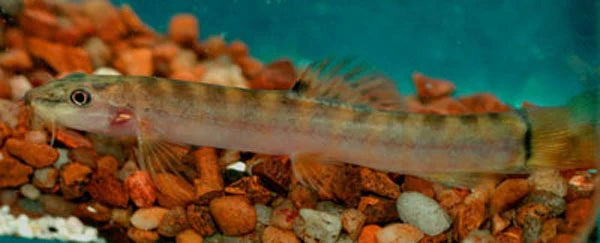Spotback Mountain Loach