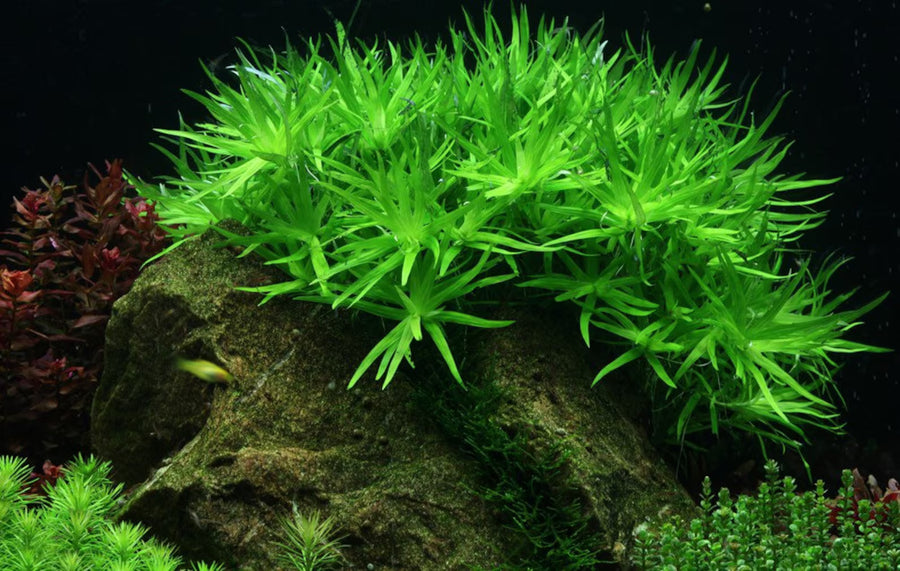 Stargrass — live aquatic plant in a planted aquarium