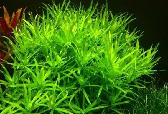 Close-up of bright green aquatic plant against a dark background