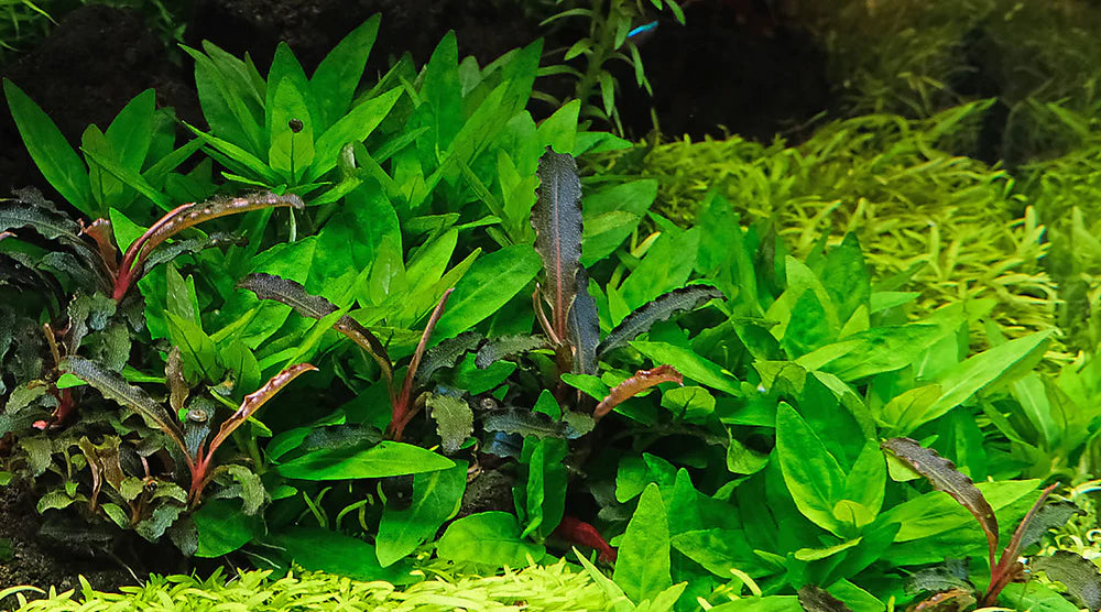 Staurogyne Repens, view 2
