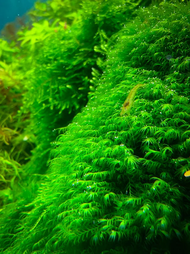 US Fissidens Moss (Fissidens fontanus) - Premium Aquarium Moss