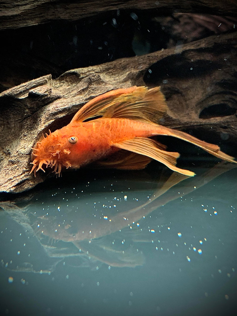 Super Red Long Fin Bristlenose