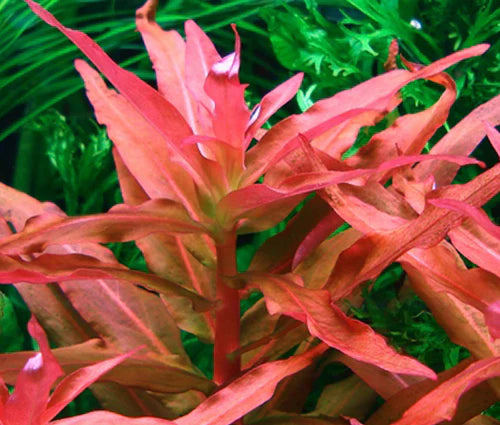 Ammania Gracilis